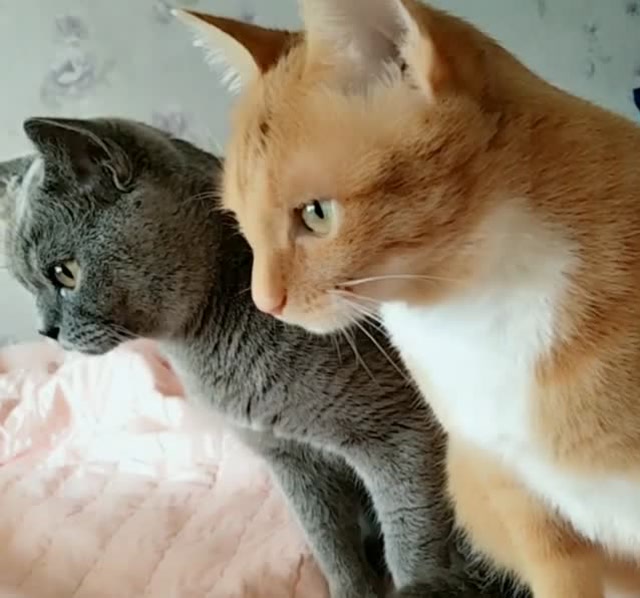 两只猫咪相亲,羞羞答答的夸对方漂亮,真是太可爱了