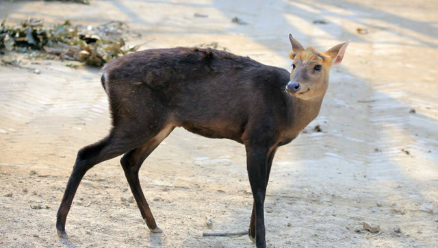 罕见!一级保护动物乌金麂大闹校园还拒捕 被抓后哭的像小孩