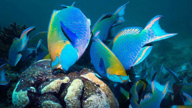 蓝颊鹦嘴鱼颜值很高也是动物界的大吃货