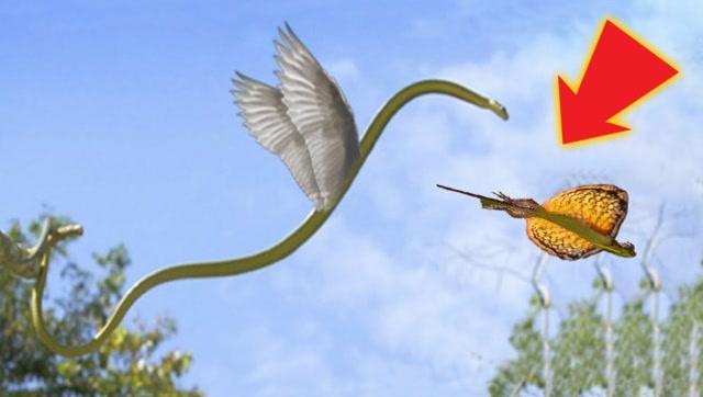 飞蛇捕猎飞龙?我没骗你,真的会飞