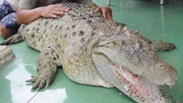 世界上最"懒"的鳄鱼,体重从3斤涨到400斤,一天还要吃10斤鱼!