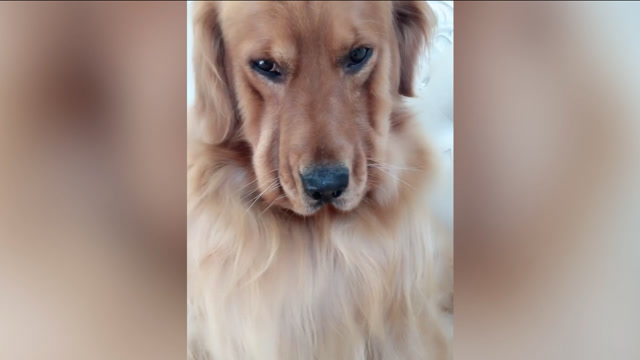 金毛妞妞想爸爸了,你看这大脸耷拉着!