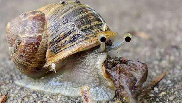 蜗牛的牙齿有多少颗图片