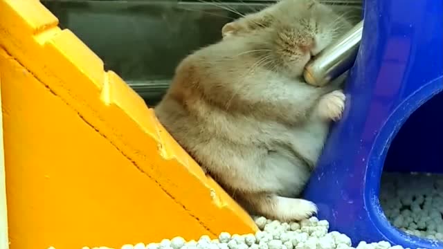 仓鼠以这个姿态喝水,太可爱了!