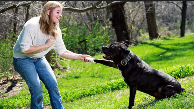 人类为什么必须要训练自己的狗?专家告诉你答案,看完才知道!