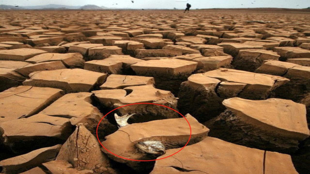 非洲缺水干旱图片