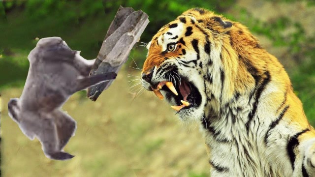 猴子挑衅老虎,百兽之王哪能受这气,直接上树就跟猴子开怼!