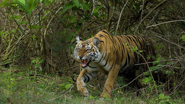 凶猛老虎登陆非洲大草原,生存的本能让它迅速的融入了陌生的环境