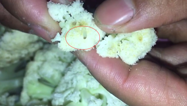 清洗花菜有技巧,加入这个厨房常用品,小虫子自动跑出来