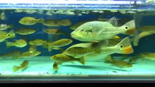 数数蓝帆眼斑三间多少条?