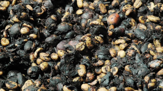 世界上最贵的猫屎咖啡,真的是猫拉出来的吗?背后真相让人难以相信