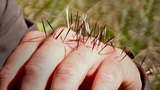 豪猪刺扎在手上不拔会发生什么?小伙作死尝试,1分钟后惨叫连连