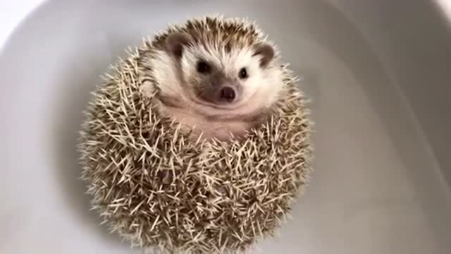 主人正在给小刺猬洗澡,缩成一团的样子好萌啊