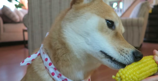主人给柴犬递来一根玉米,下一秒千万憋住别笑,镜头拍下全过程