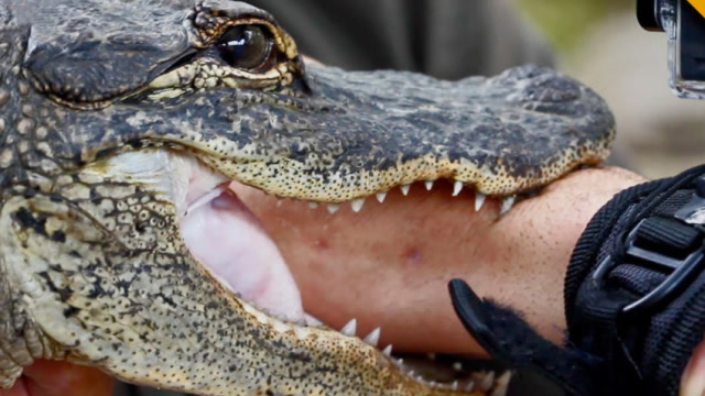 把手臂伸进鳄鱼嘴里会怎样?小哥用生命实验,意外发生了