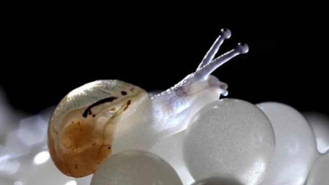 天然呆萌的玻璃蜗牛,自然界隐行者!