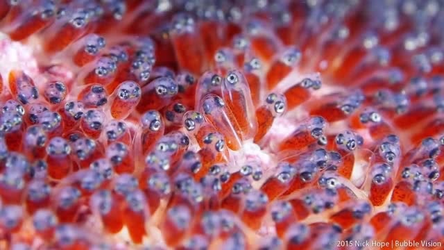 小丑鱼尼莫和正在孵化中的鱼卵