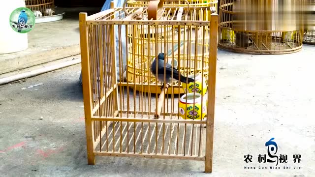 黑头奇鹛我们这里叫它喜喜欢欢笼养非常不错