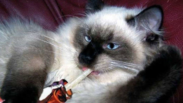 猫咪第一次喝可乐,下一秒一定憋住别笑,镜头拍下全过程