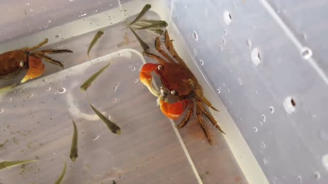 螃蟹吃小鱼你们见过吗?说好的这螃蟹是吃屎吃垃圾的,开始吃鱼了