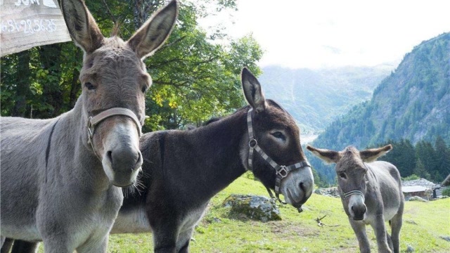 马和驴到底做了"什么事",为什么骡子不能生育?原来还偷偷留了一手