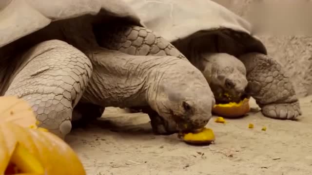 小哥用液压机压乌龟壳,不料意外发生了!