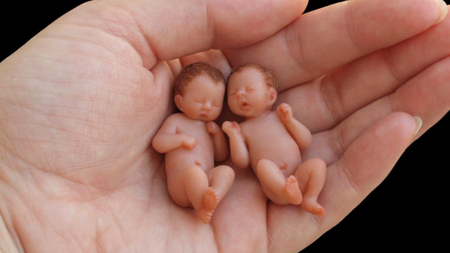 世界上最小的"婴儿":一只手可以抓5个,新生儿父母最爱!