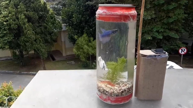 喝完的可乐瓶不要丢,拿来做一个小鱼缸,生态又环保