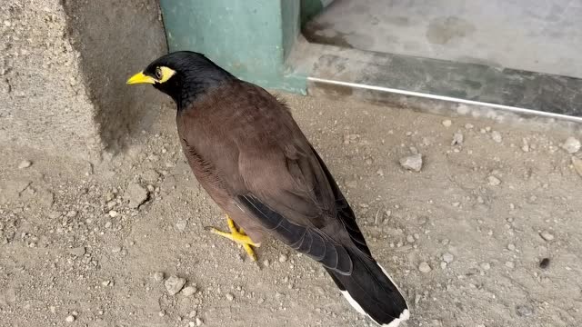 一只我花180元买来海八哥,现在被我养成了看门狗,就爱宅在家里