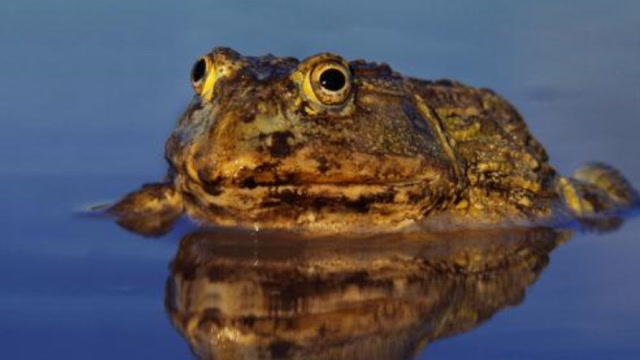 非洲恐怖"食人蛙",生吞老鼠活剥毒蛇,连水牛它都敢惹!