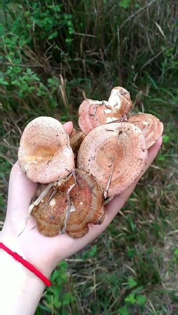 你们知道这是什么吗?我们那里叫铜锣菌松菌