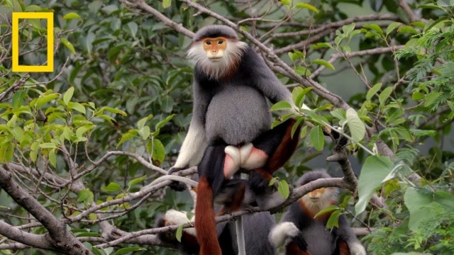 濒临灭绝的红腿白臀叶猴,号称世界第一美猴,一起来见识下!