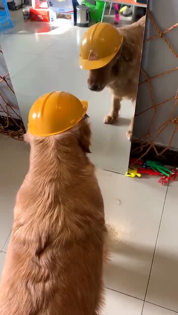 狗子戴上安全帽后一动不敢动