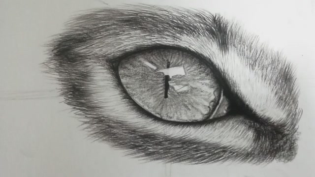 如何将动物的眼睛刻画的炯炯有神