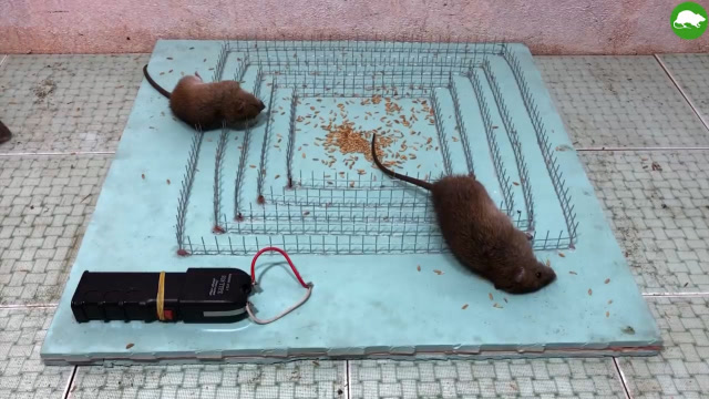 多少伏特的电压能将老鼠电死捕鼠实验赶快做个捕鼠工具吧