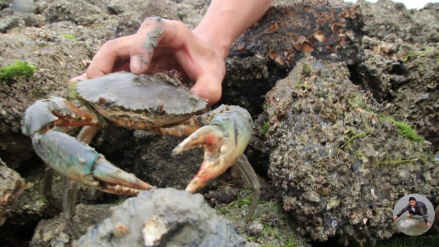 阿旺这次赶海太幸运了,石头缝里意想不到的惊喜,徒手抓青蟹