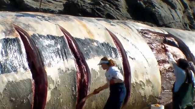 工人们切割一条几十吨重的大鲸鱼,场面十分震撼,真是开眼界了!