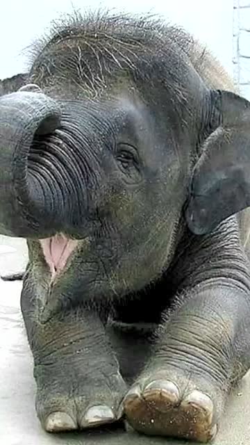 没曾想大象小时候还真有点可爱!萌萌的样子惹人疼!