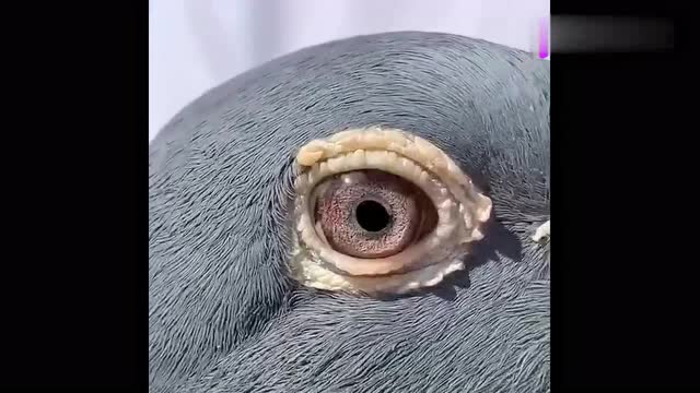 难得一见的极品鸽子,大名鸽铁斯托,这种品相真是少见!