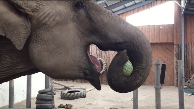 递给大象一个西瓜,大象鼻子一卷就塞进嘴里,这吃法可真少见