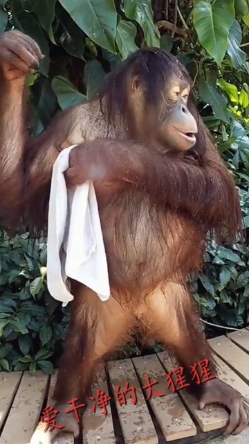 这猩猩真讲卫生,这熟练的洗澡动作,一看就是经常洗.