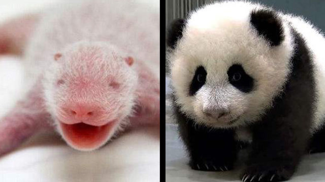 刚出生的小熊猫,居然这么丑,熊猫妈妈:这是谁家丑孩子?