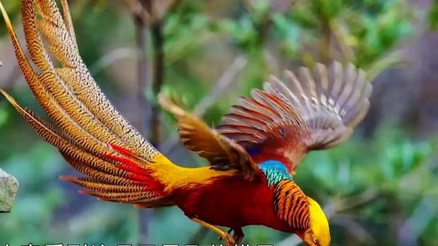 村民抓到一只野"凤凰",村长赶来一看,顿时脸色大变!