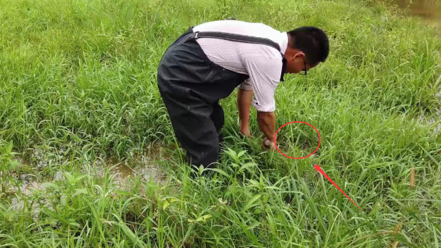农村小伙山塘割鱼草,扒开草丛后大叫一声,直呼有东西