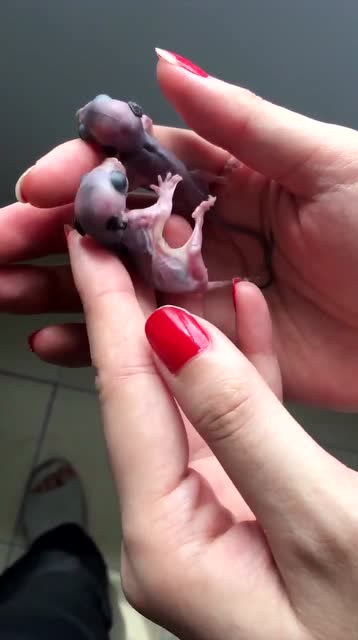 飞鼠宝宝,小生命好可爱