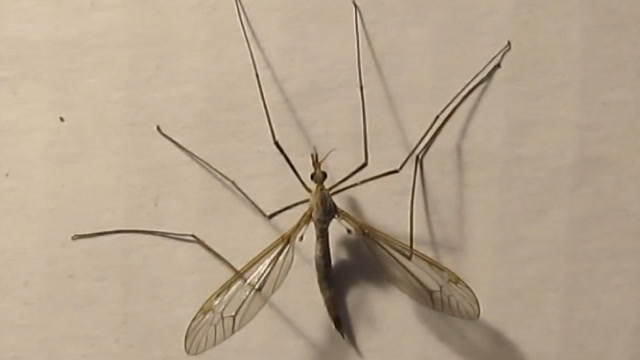 蚊子中的王者,世界上最大的蚊子金腹巨蚊