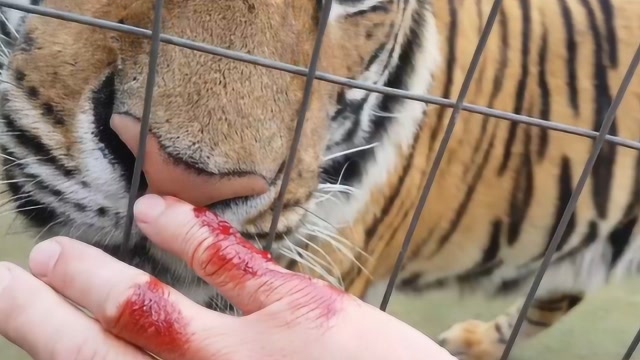 上海动物园老虎咬人图片