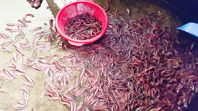 有人养殖的水蜂子,价格竟200元一斤,你吃过吗?