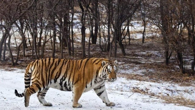 濒临灭绝的东北虎人工饲养以后的样子,路人看到都笑趴了