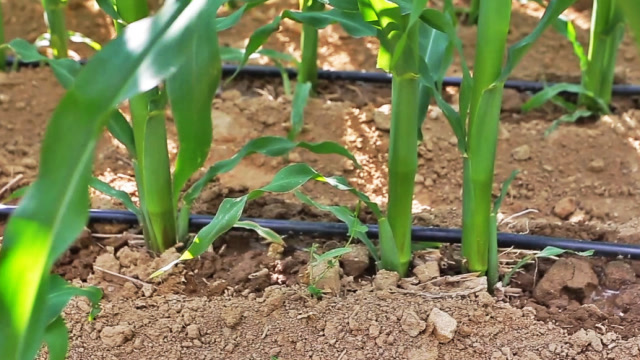 山区种玉米也能产量高因为用上了这种滴灌技术涨知识了